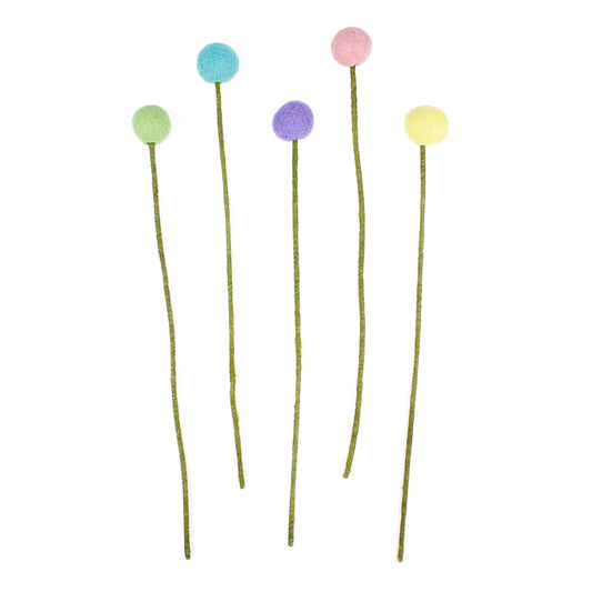 Bloem: Craspedia Pasteltinten 5 st. SALE