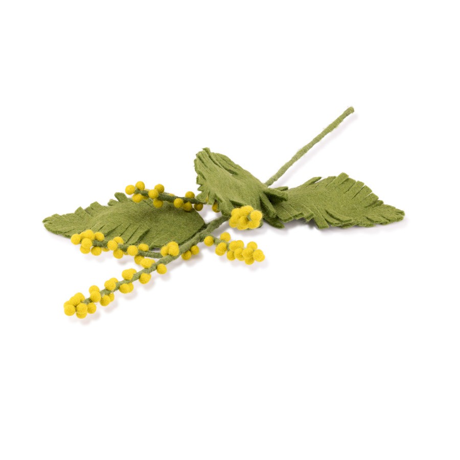 Detailfoto van vilten tak mimosa
