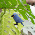 Vogel: Papegaai Blauw