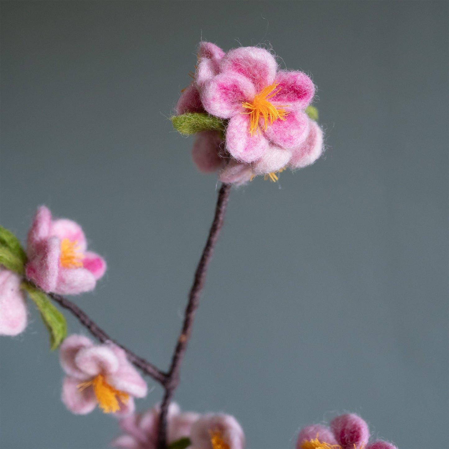 Bloem: Tak Appelbloesem