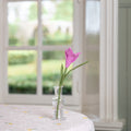Pink Crocus