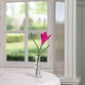 Crocus Fuchsia