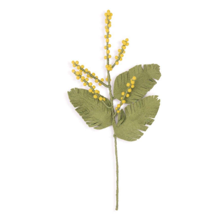 Detailfoto van vilten tak mimosa