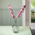 Larkspur Pink
