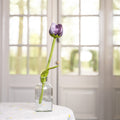 Tulp Pipa