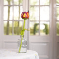 Tulp Pien