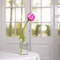 Tulp Fey