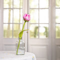 Tulp Flora