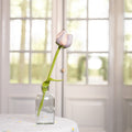 Tulpe Livia