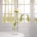 Tulp Gini