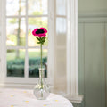 Anemonenfuchsie