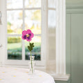 Violet Fuchsia
