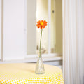 Blume: Gänseblümchen Orange